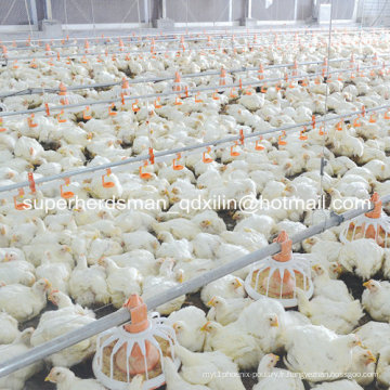 Équipements de ferme avicole pour poulets de chair